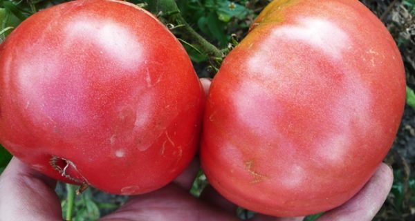 Плоды томата Шапка Мономаха