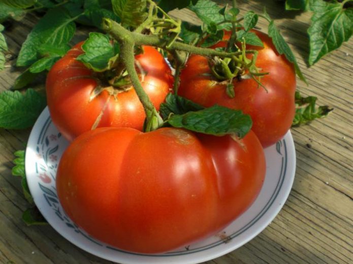Плоды томата Хлебосольный