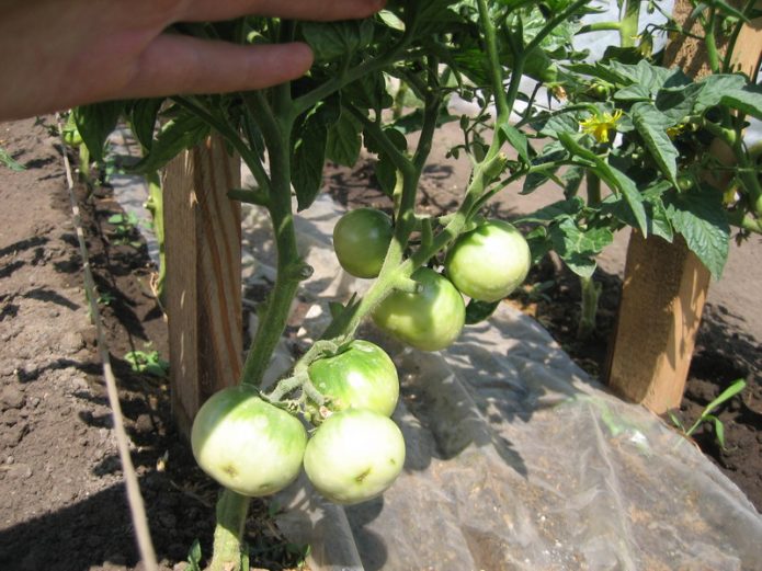 Незрелые плоды томата Вспышка