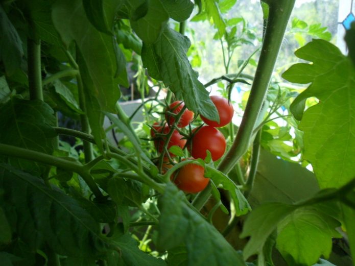 Созревшие помидоры на балконе