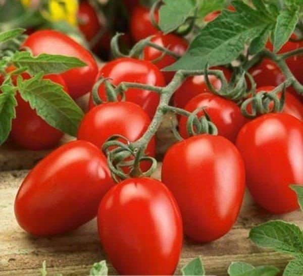 Зрелые томаты в кисти