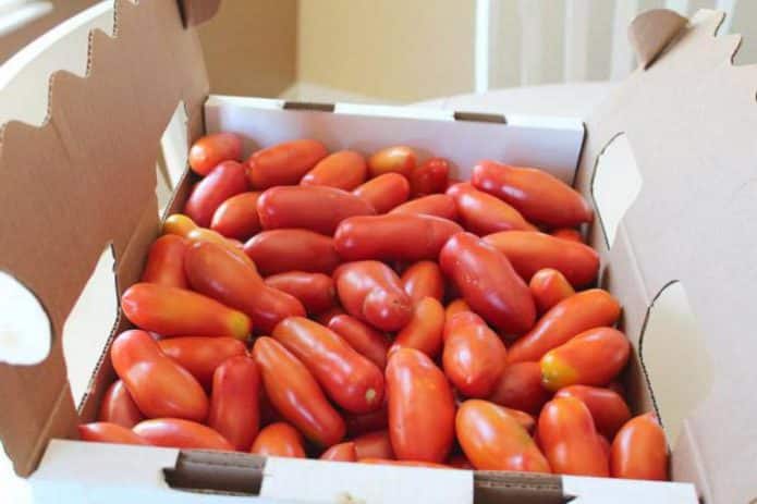 Урожай томатов сорта Французский гроздевой