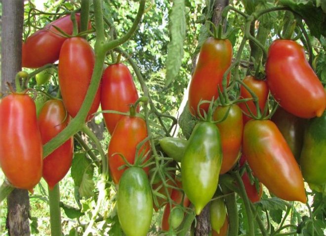 Плоды томата Французский гроздевой