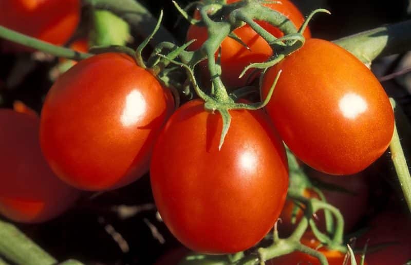 помидоры маруся