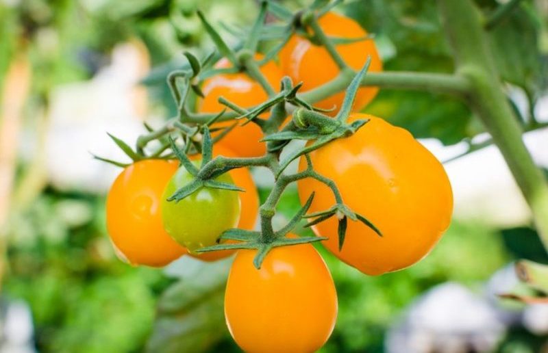 Оранжевые сорта томатов (гигант, слон и другие): характеристика и описание,особенности выращивания, фото и отзывы