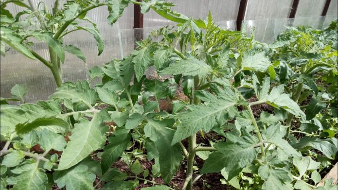 Какие удобрения нужны для быстрого роста томатов