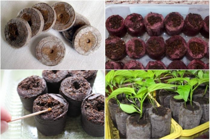 Можно ли выращивать рассаду перца в торфяных таблетках?