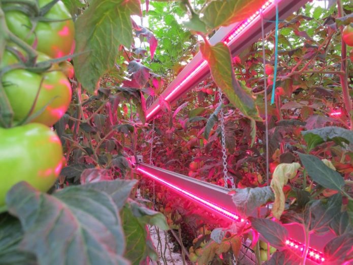 Азбука овощевода как правильно вырастить томаты в теплице