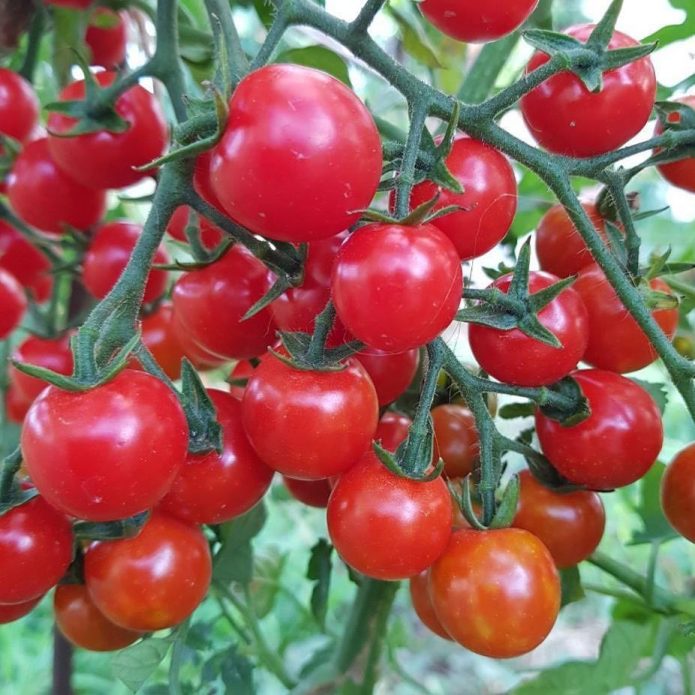 Кисти с плодами томата Сладкий миллион