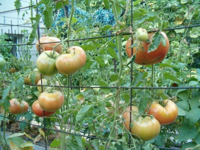 как правильно вырастить томаты в теплице