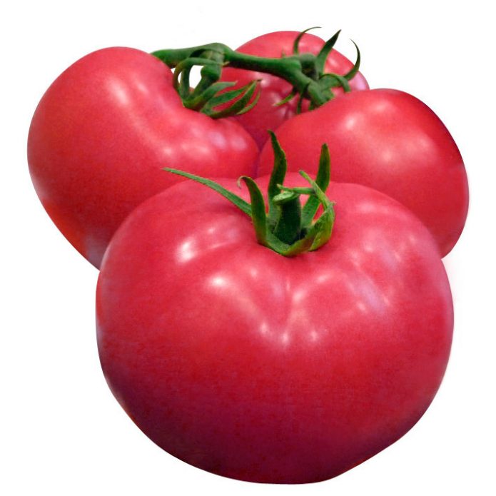 Плоды томата Кибо