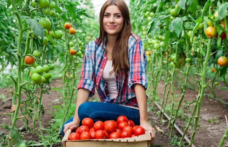 урожай томатов в теплице