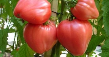 томат орлиное сердце