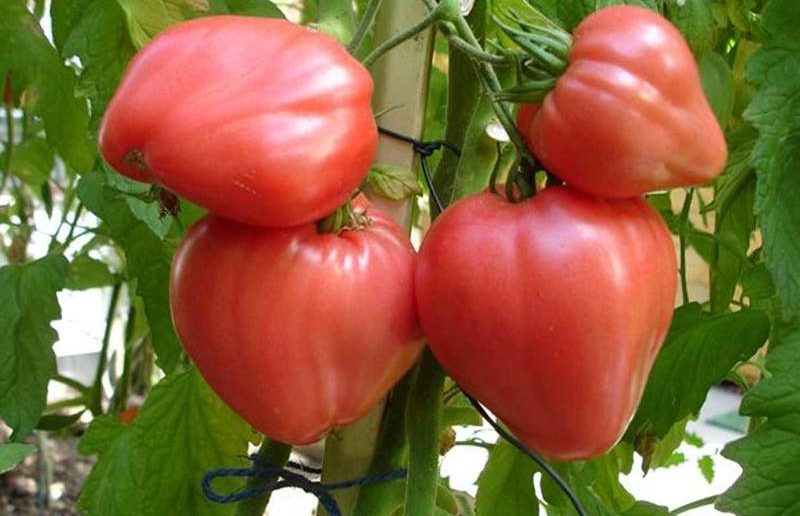 томат орлиное сердце
