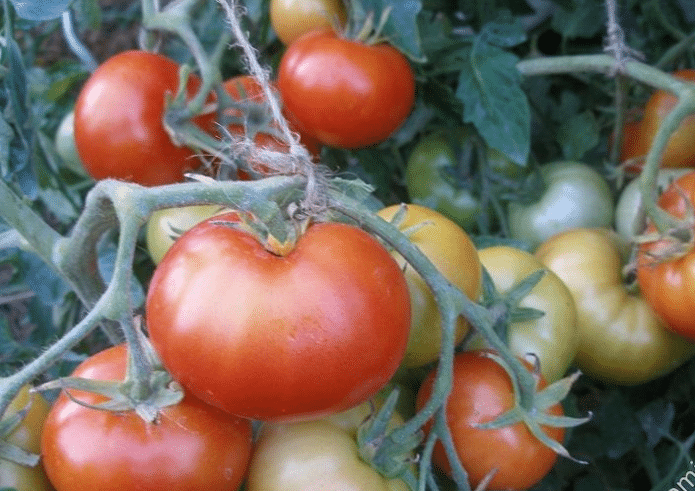 Плоды томатов Агата
