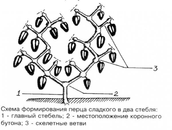 Схема формировки перца