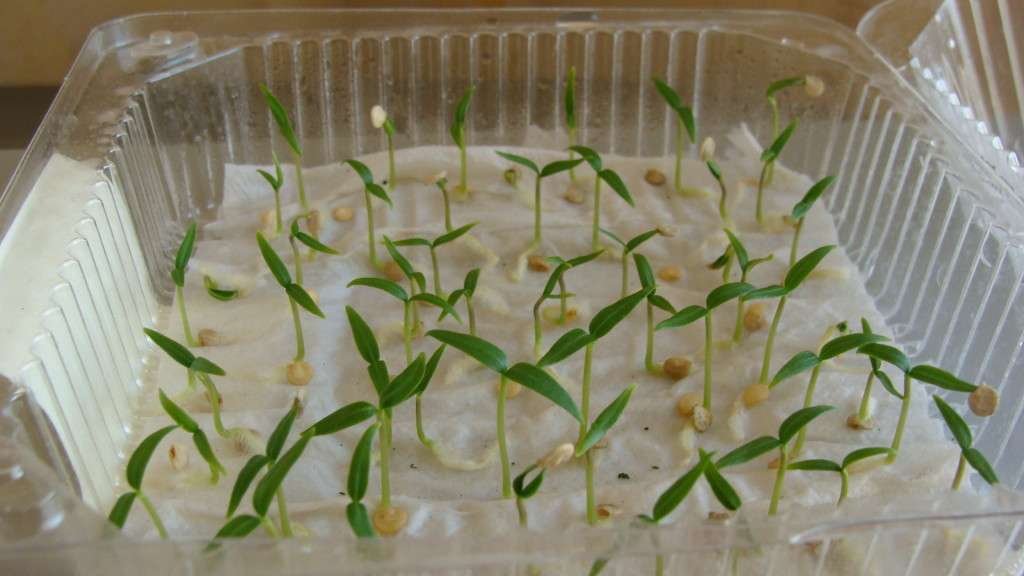 проращивание семян перца в туалетной бумаге