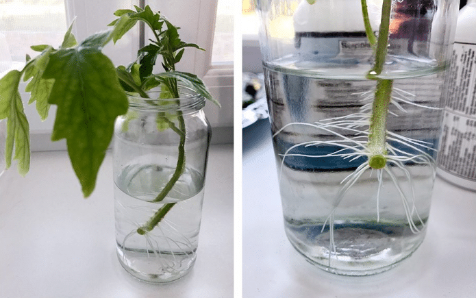 Укоренение рассады томатов в воде