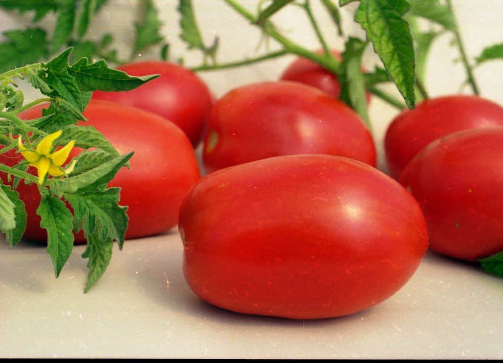 Характеристика томатов сорта сливка московская