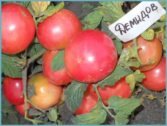 Плоды томата Демидов