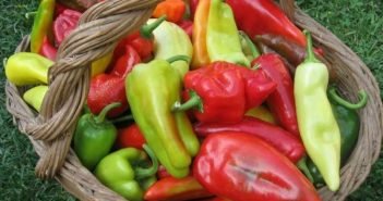 Кому морозы нипочём: сладкий перец для Сибири Перец болгарский