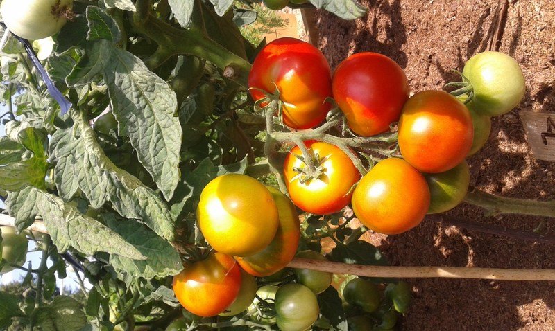 томат дачник отзывы фото урожайность характеристика и отзывы