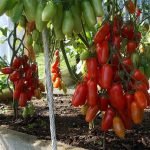 Томаты Дамские пальчики на кустах