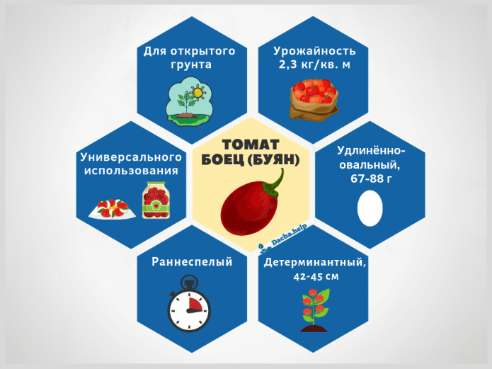 Инфографика томат Боец