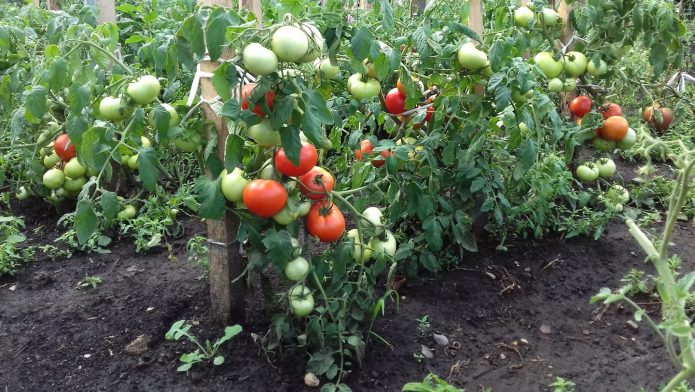 Эвпатор томатов на огороде