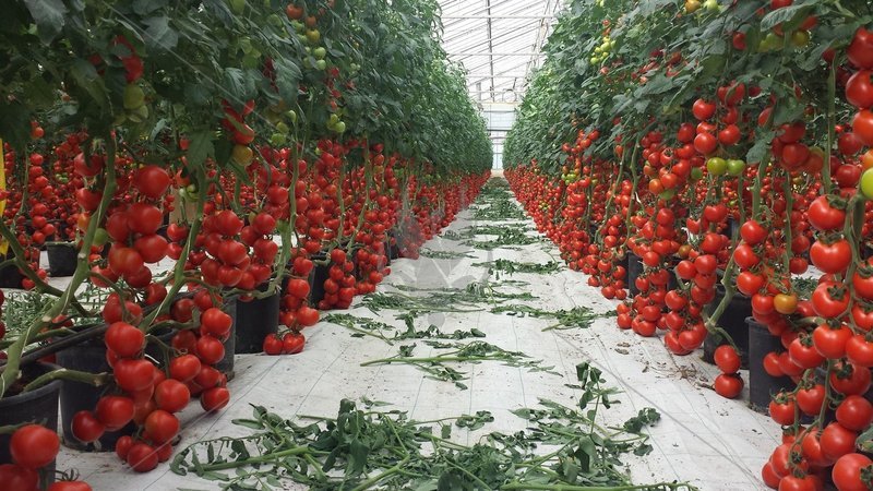 Огород на подоконнике: секреты выращивания помидоров черри в горшочках