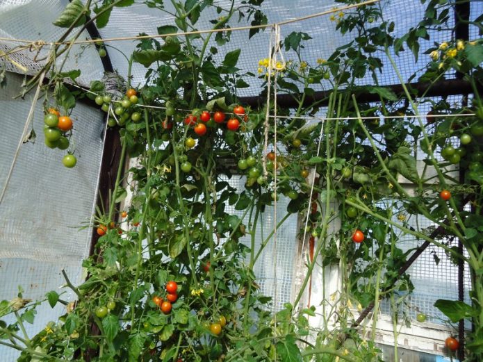Высокорослые томаты