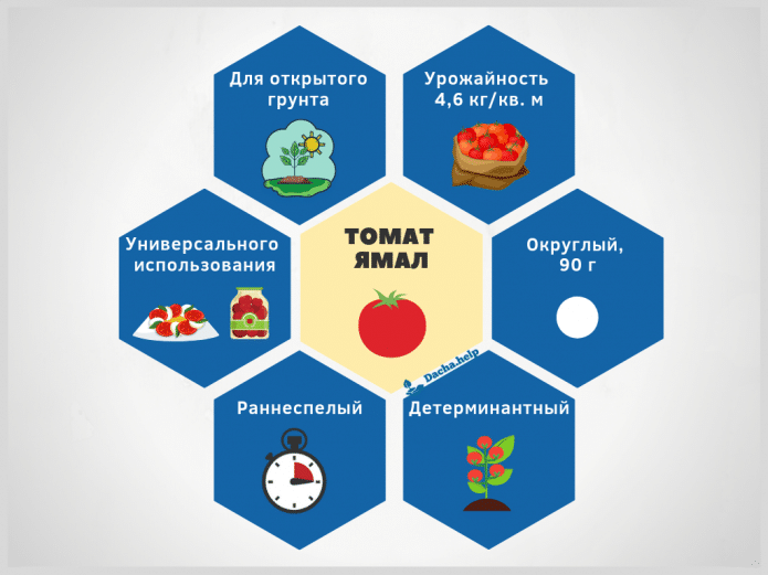 инфографика томат Ямал