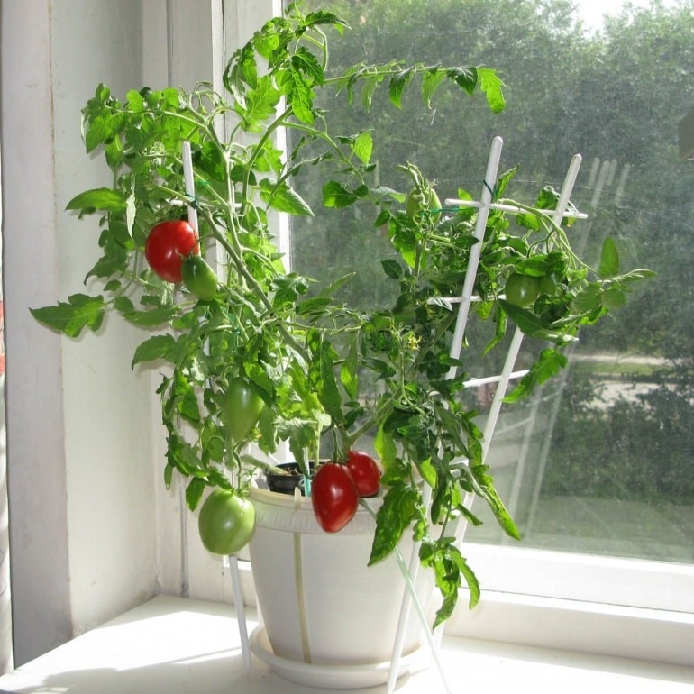 помидоры и огурцы дома