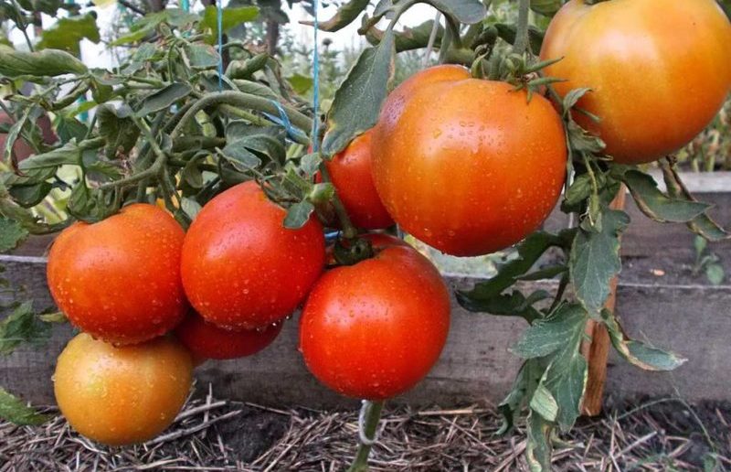 Карликовые (низкорослые) томаты в открытом грунте
