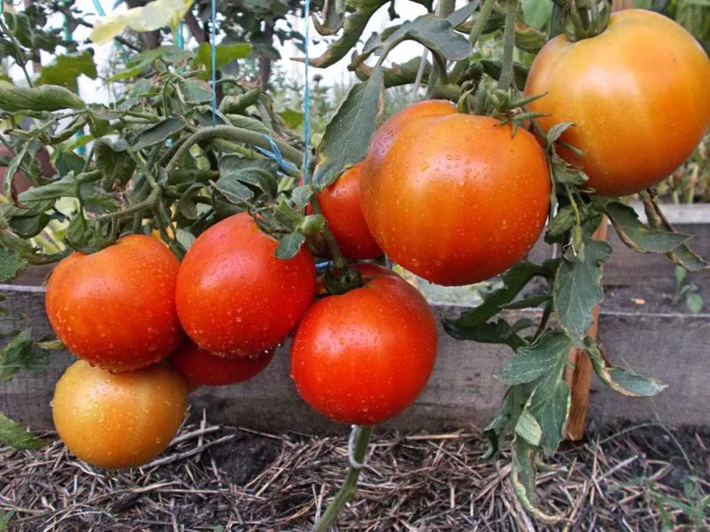 Низкорослые помидоры какие сорта самые лучшие крупные и урожайные