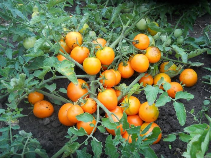 Низкорослые томаты в открытом грунте