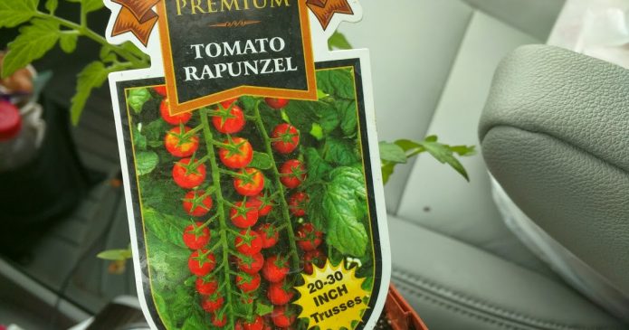 Rapunzel Tomato