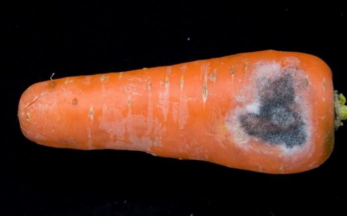 Серая гниль на моркови