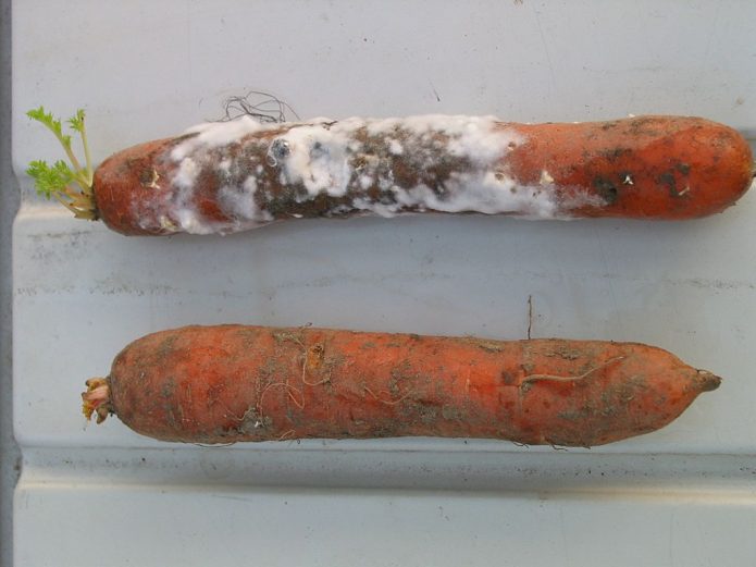 Белая гниль на моркови