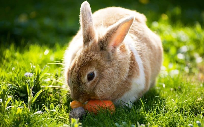 кролик ест морковку