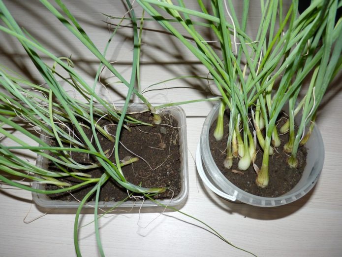 Перед тем как сажать лук Эксибишен в землю, правильно подберем почву для растения: