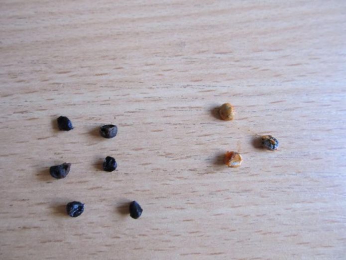 Семена спаржи на столе