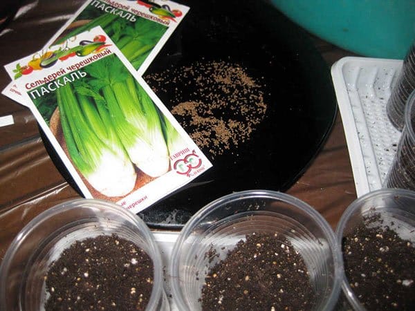 Почва для выращивания сельдерея