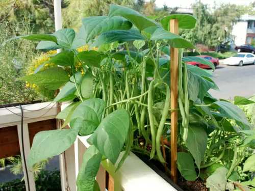 Как выращивать спаржевую фасоль в открытом грунте?