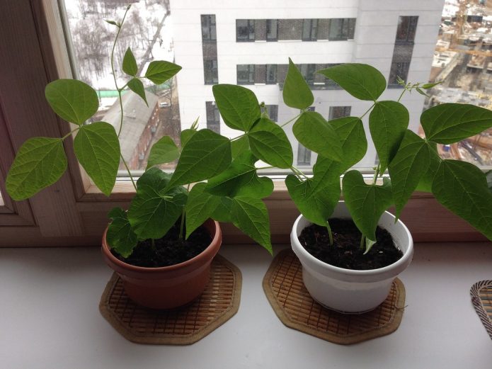 Как выращивать спаржевую фасоль в открытом грунте?