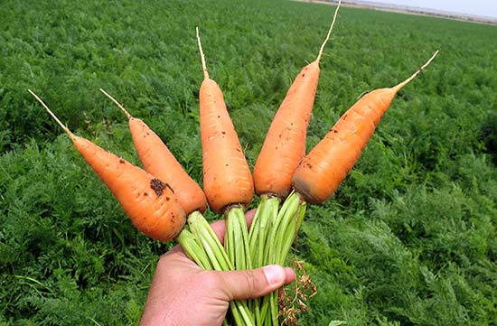 Сбор моркови