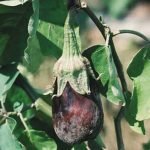 Чёрная плесень плода баклажана