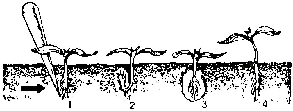 Экспериментатор проводил измерения различных участков корня. Пикировка сеянцев капусты. Схема пикировки перца. Пикирование томатов. Пикировка грецкого ореха.
