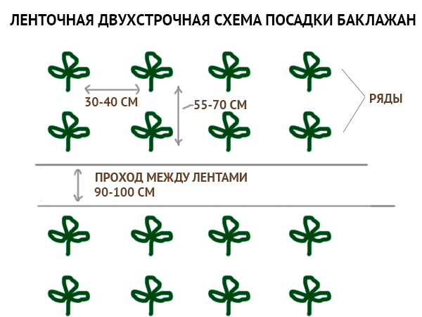Схема посадки баклажан