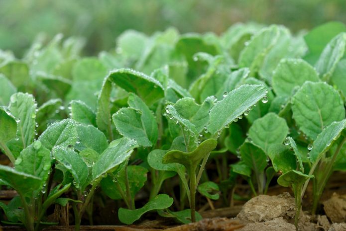 Как выращивать савойскую капусту в открытом грунте?